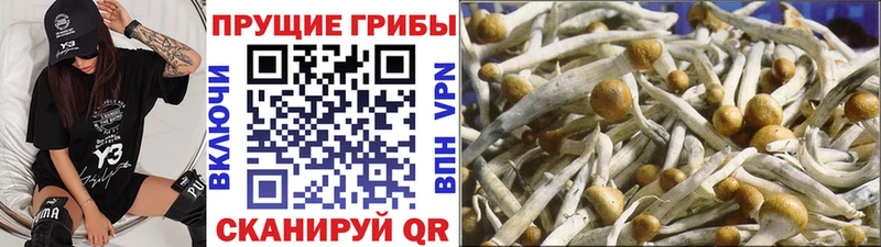 купить наркотики сайты Шатура Галлюциногенные грибы MAGIC MUSHROOMS