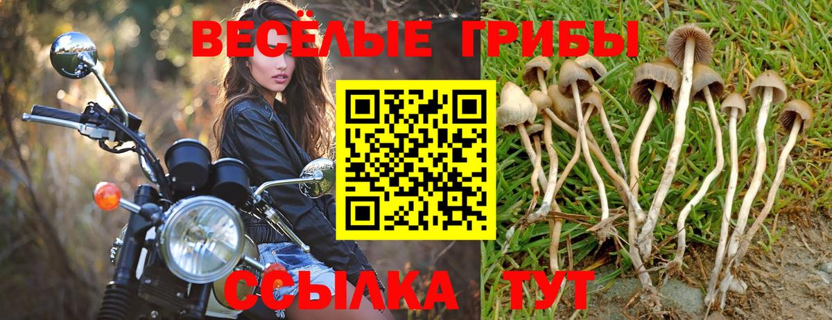 Псилоцибиновые грибы Psilocybine cubensis  Галлюциногенные грибы GOLDEN TEACHER  Вход с VPN  Шатура 